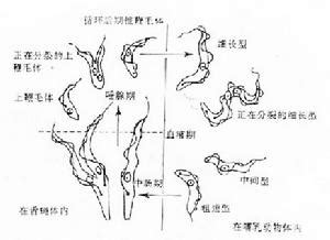 騷擾錐椿|錐蟲：結構特徵、生命週期、形式